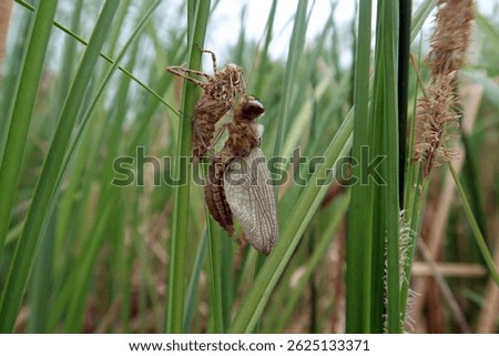Spiny Baskettail dragonfly (Epitheca spinigera), emerging from the nymph life stage to the adult stage, later in process free from nymphal shuck and wings expanding.                     