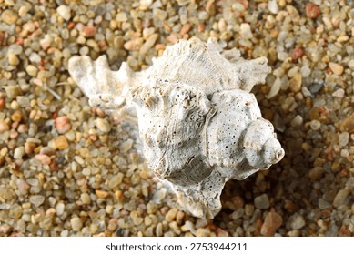 SPINY BLEACHED EMPTY MUREX SHELL ON SAND