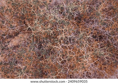 Spiny burnet, Sacropoterium spinosum in nature 