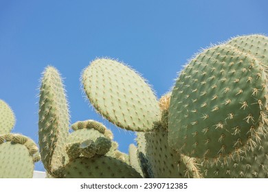 spiny cactuses and blue sky