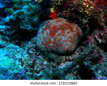 Spiny Cushion Star In Arabian Sea, Baa Atoll, Maldives, Underwater Photograph