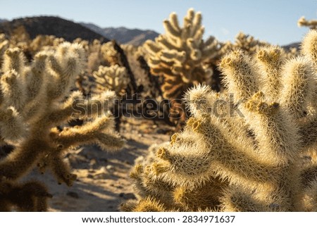 Spiny desert cactus with developing buds surrounded by a dense cactus landscape in Joshua Tree, California, USA.
