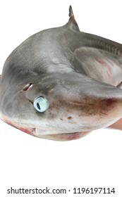 Spiny Dogfish On White Background