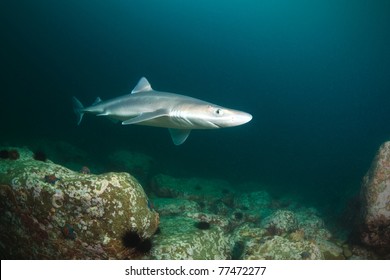 Spiny Dogfish Shark, Deep - 15 Meters, Sea Of Japan, Russia