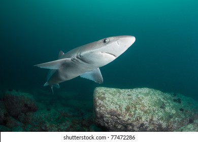 Spiny Dogfish Shark Deep - 15 Meters Japan Sea Russia