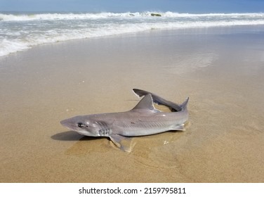 A Spiny Dogfish Shark On The Beach Being Caught And Released