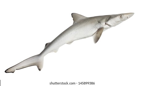 Can You Show Me A Picture Of A Dogfish Dogfish Images Stock Photos Vectors Shutterstock