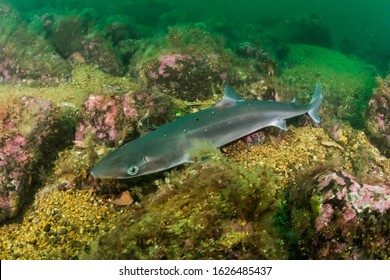 Spiny Dogfish (Squalus acanthias) at the south coast of Norway	
				