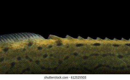 spiny eel,freshwater fish
