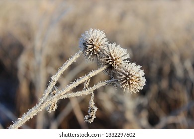 
Spiny flower covered with hoarfrost close up