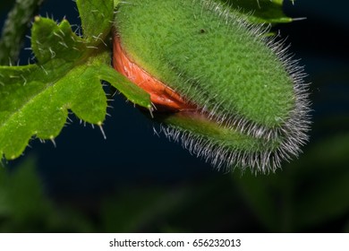 A spiny flower like a cucumber dissolves. Macro