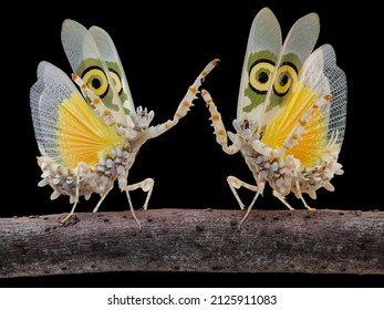 Spiny Flower Mantis Beautifull Insect