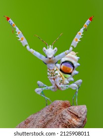 Spiny Flower Mantis On Good Pose