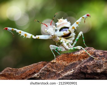 Spiny Flower Mantis In A Pose