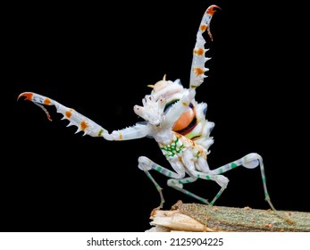 Spiny Flower Mantis In A Pose