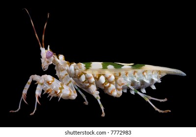 A Spiny Flower Mantis Is Posing On Black