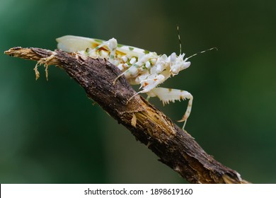 A Spiny Flower Mantis. A Praying Mantis