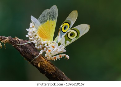 A Spiny Flower Mantis. A Praying Mantis