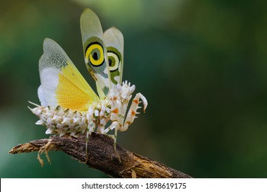 A Spiny Flower Mantis. A Praying Mantis