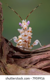 A Spiny Flower Mantis Is Sitting On A Vine.