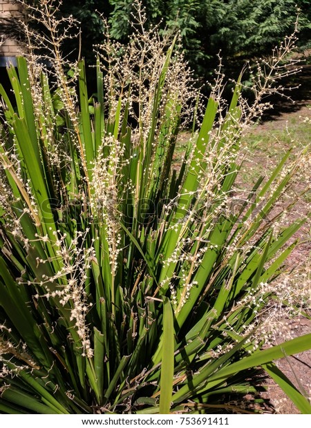 Spiny Headed Mat Rush Grass Plant Stock Photo Edit Now 753691411