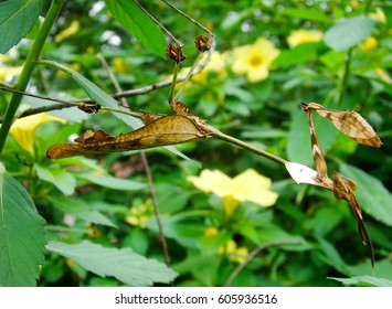 Spiny Leaf Insect, Extatosoma Tiaratum