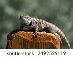 Spiny Lizard In Desert Nevada Colorful