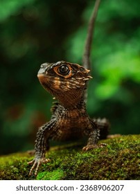 Spiny lizards are popular pets among animal lovers and are easy to care for. Even so, spiny lizards still require special care.