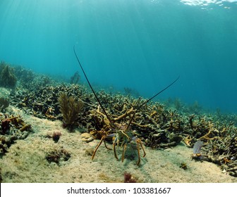 spiny lobster on coral reef with staghorn coral in ocean