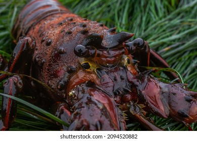 Spiny Lobster On The Eel Grass In California