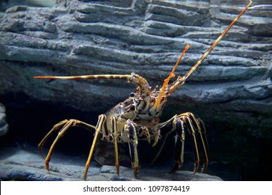 Spiny Lobster Or Rock Lobsters (Palinuridae)