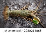 spiny lobster seafood on ice, fresh lobster or rock lobster with herb and spices lemon parsley on dark background, raw spiny lobster for cooking food or seafood market - top view  