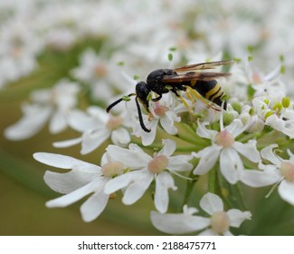 Spiny Mason Wasp (Odynerus Spinipes) On A Flower, Purton, Gloucestershire, UK.