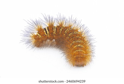 Spiny orange with yellow stripe Echo Moth Caterpillar - seirarctia echo - found in North America, in Georgia, Florida, Alabama and Mississippi isolated on white background top front face view - Powered by Shutterstock