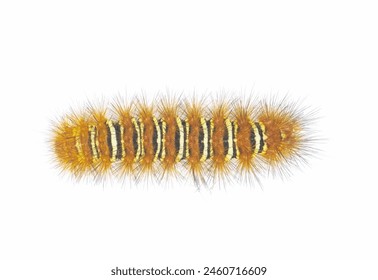 Spiny orange with yellow stripe Echo Moth Caterpillar - seirarctia echo - found in North America, in Georgia, Florida, Alabama and Mississippi isolated on white background top dorsal view - Powered by Shutterstock