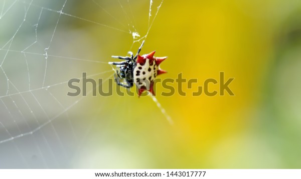 Spiny Orb Weaver Spider Web Fort Stock Photo Edit Now 1443017777