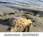 Spiny pufferfish carcass washed up on sandy beach with seaweed and ocean waves in background. Ideal for marine biology, coastal ecosystems, environmental awareness, and shoreline discovery themes.