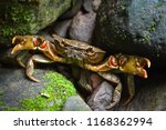 Spiny rock crab show claw live in nature river forest on mountain / Freshwater crab streams - Thalamita crenata