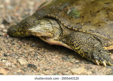 Spiny Softshell Turtle On Gravel Road Stock Photo 2005643120 | Shutterstock