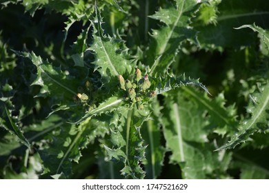 Spiny Sowthistle From A Bird's Eye View