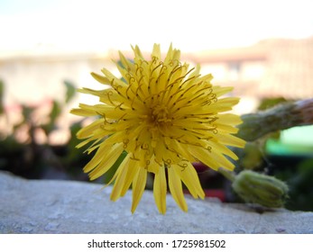 Spiny Sowthistle Flower Close-up . (sonchus Asper)  May