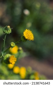 Spiny Sowthistle Flower With Depthfield 