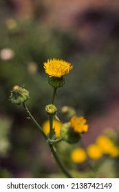 Spiny Sowthistle Flower With Depthfield 