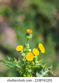 Spiny Sowthistle Flowers With Depthfield 