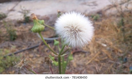 Spiny Sowthistle Plant