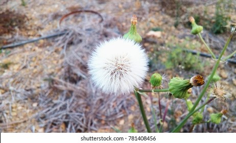 Spiny Sowthistle Plant