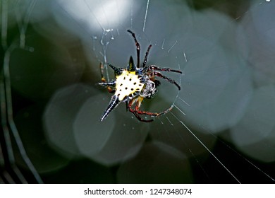 Spiny spider on web