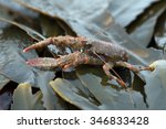 Spiny Squat Lobster on seaweed/Squat Lobster/Spiny Squat Lobster (Galathea Strigosa)
