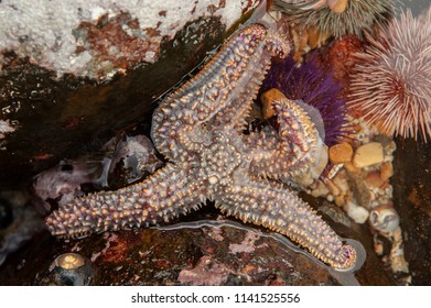 548 Starfish Rock Pool Images, Stock Photos & Vectors | Shutterstock