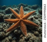 The Spiny Starfish is a striking sea star known for its distinctive appearance. It typically features a rough, spiny texture with a mix of colors ranging from orange to reddish-brown.